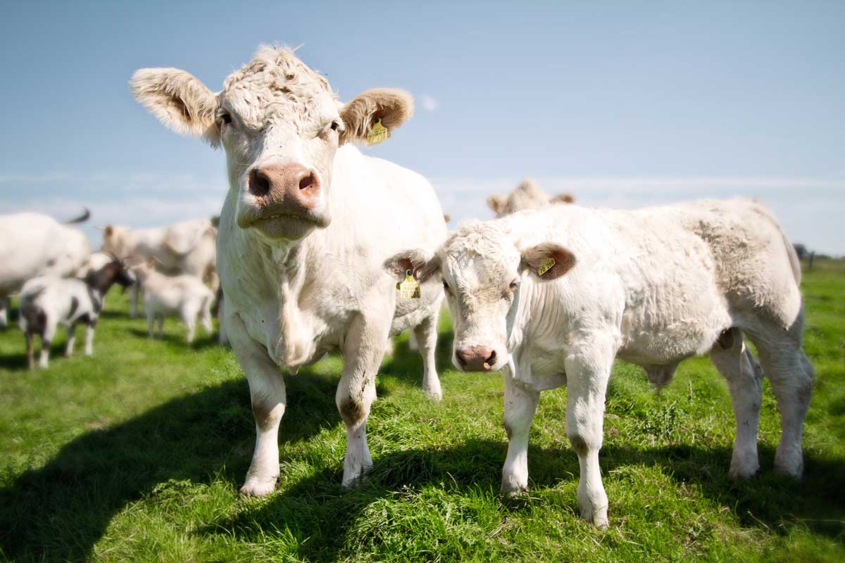 Weiße Kuh mit Kalb auf grüner Wiese, Ohrenmarken, blauer Himmel, weitere Kühe im Hintergrund.